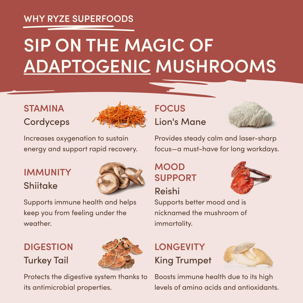 RYZE Chicory Starter Kit – 2× Mushroom Chicory (60 Servings)