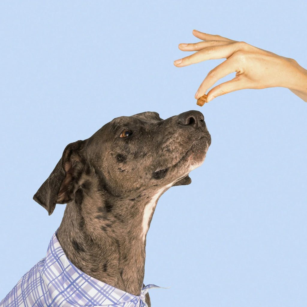 Daily Multivitamin For Dogs (Chicken Flavor) Human-Grade, Vet-Formulated, Made In Vermont